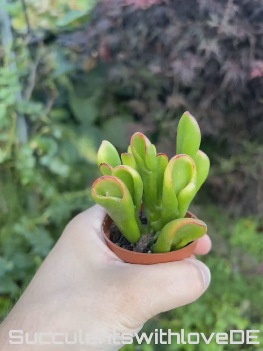 Crassula Hobbit Sunset - bunter Geldbaum Jade mit gebogenen Fingerblättern grün gelb rot - Steckling oder Pflanze