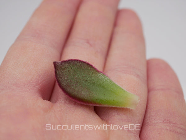 Echeveria pulvinata ‘Devotion’ - seltene Sukkulente - 2 x Vermehrungsblätter