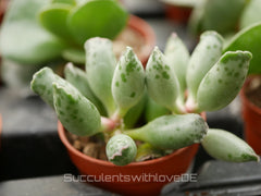 Adromischus cooperi - schöne Sukkulente -  Vermehrungsblatt oder Pflanze