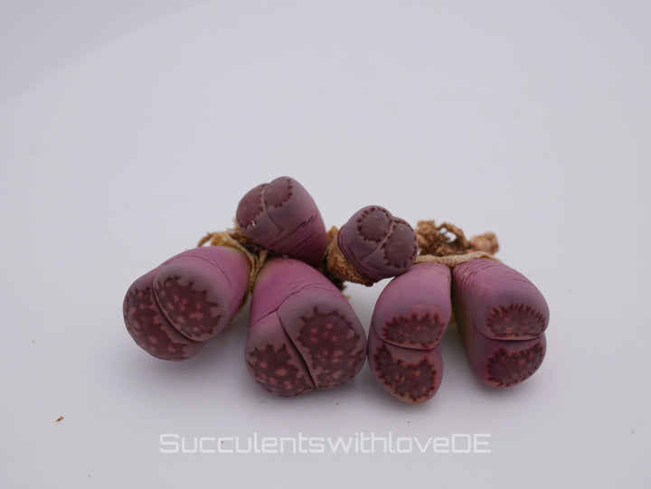 Lithops salicola Bacchus 'Sato's Violet' | double-head | Lithops Living Stone | Lebender Stein