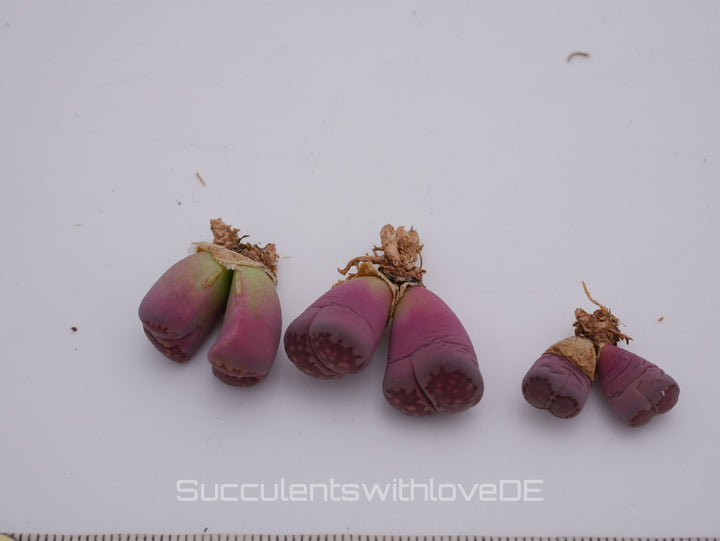 Lithops salicola Bacchus 'Sato's Violet' | double-head | Lithops Living Stone | Lebender Stein