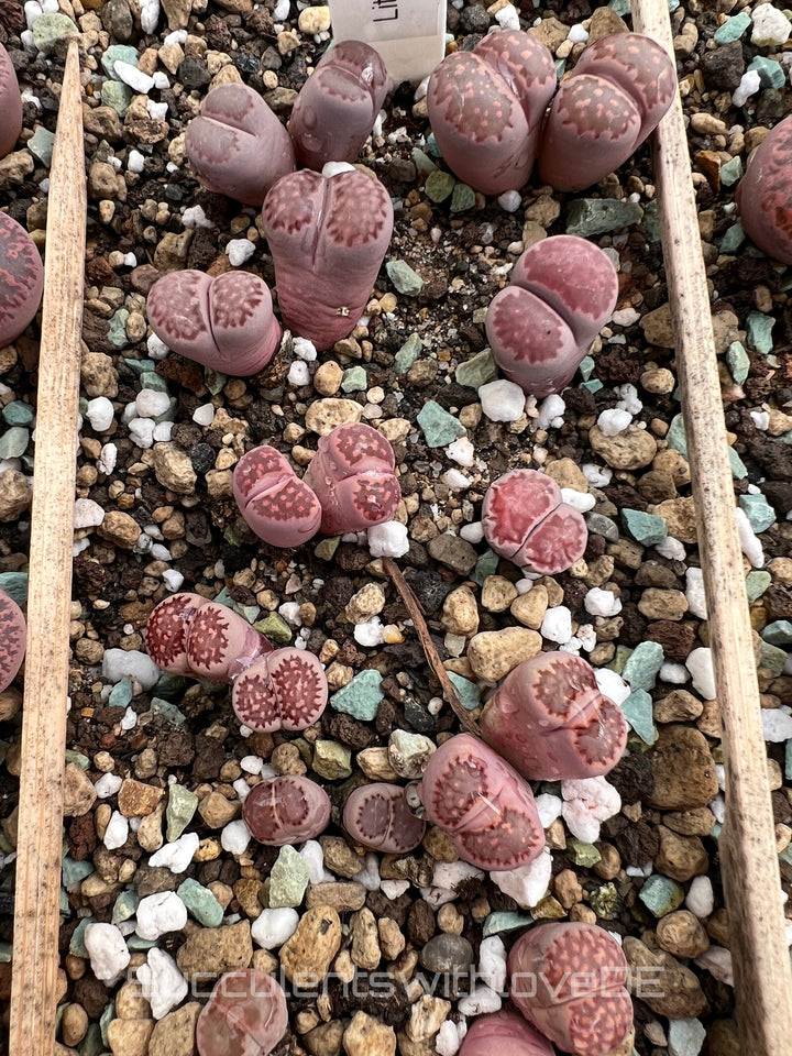 Lithops salicola Bacchus 'Sato's Violet' | double-head | Lithops Living Stone | Lebender Stein